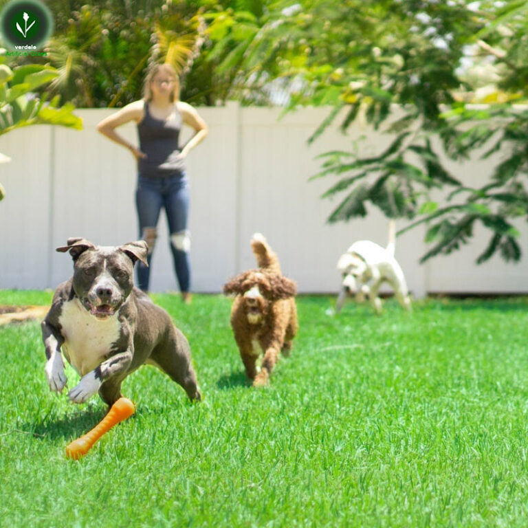 cesped artificial mascotas